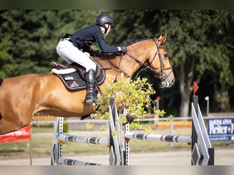 Rhinelander Mare 15 years 16.3 hh Brown in Kevelaer