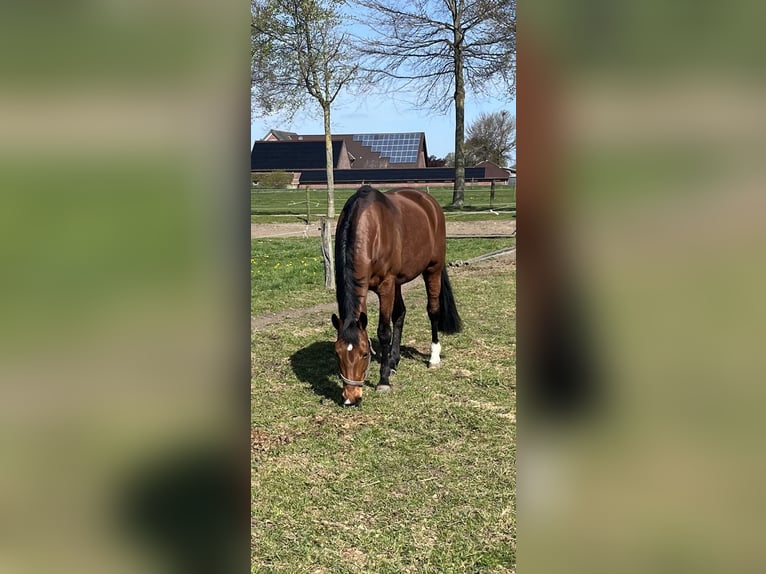 Rhinelander Mare 15 years 16 hh Brown in Hamminkeln