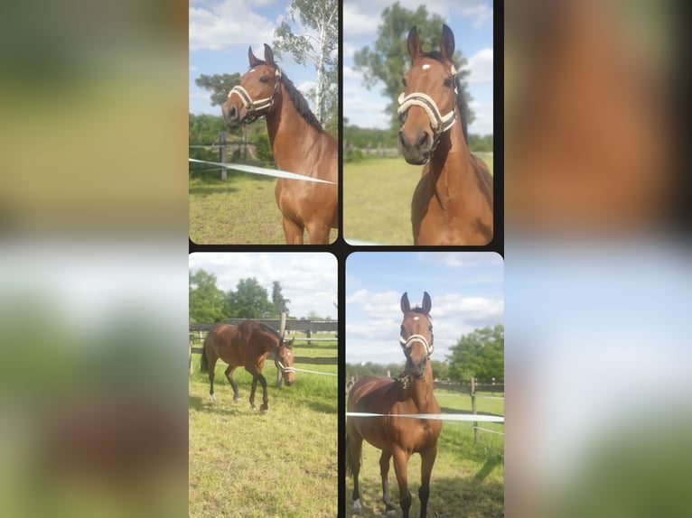 Rhinelander Mare 15 years 16 hh Brown in Walldorf