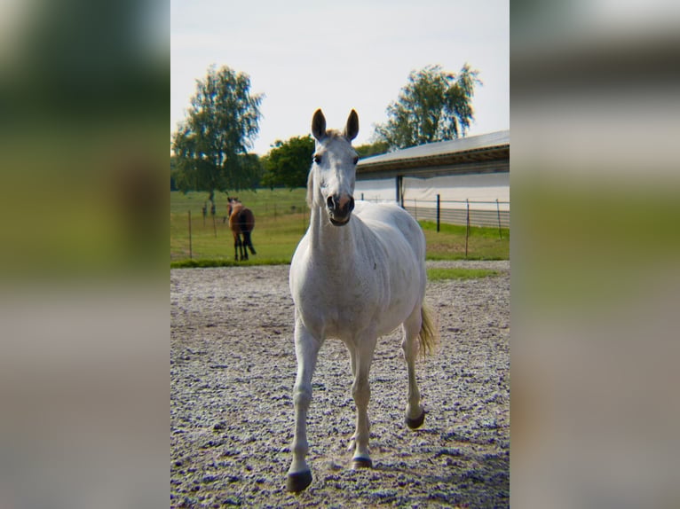 Rhinelander Mare 15 years 16 hh Grey in Dreschvitz