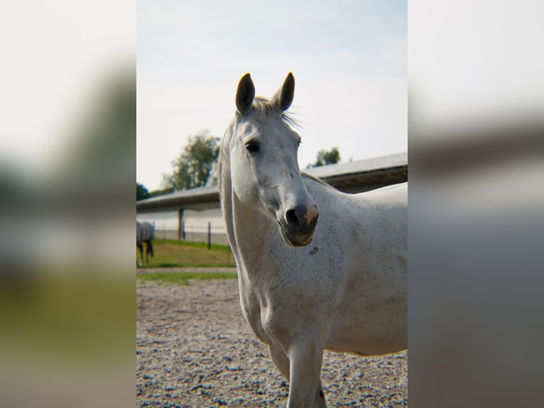 Rhinelander Mare 15 years 16 hh Grey in Dreschvitz