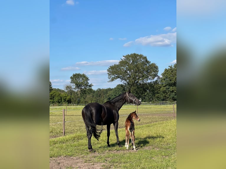 Rhinelander Mare 15 years 16,2 hh Bay-Dark in Rheine Rhinelander Mare 15 years 16,2 hh Bay-Dark in Rheine