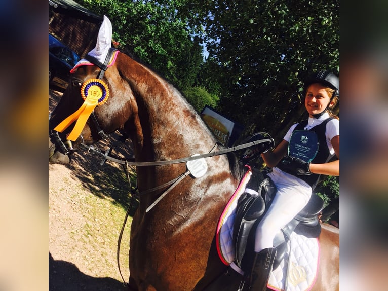 Rhinelander Mix Mare 16 years 16.1 hh Bay-Dark in Zweibrücken