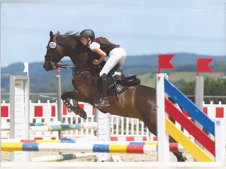 Rhinelander Mix Mare 16 years 16.1 hh Bay-Dark in Zweibrücken