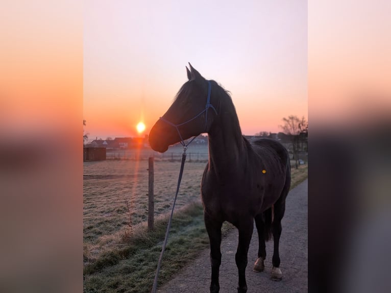 Rhinelander Mare 16 years 16.2 hh Black in Üxheim