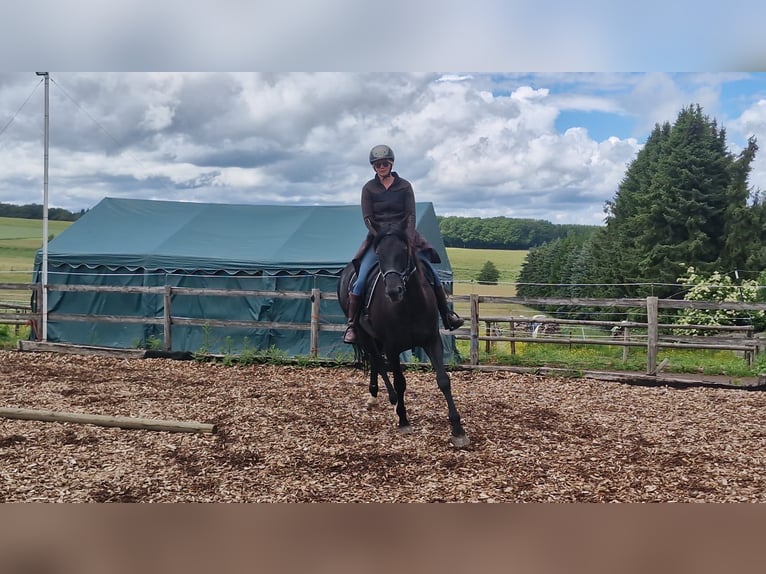 Rhinelander Mare 16 years 16.2 hh Black in Üxheim