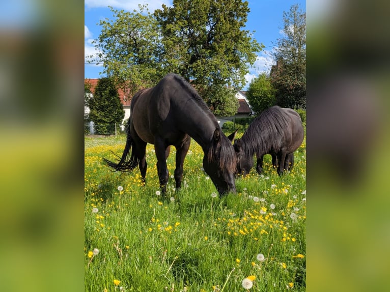 Rhinelander Mare 16 years 16.2 hh Black in Üxheim