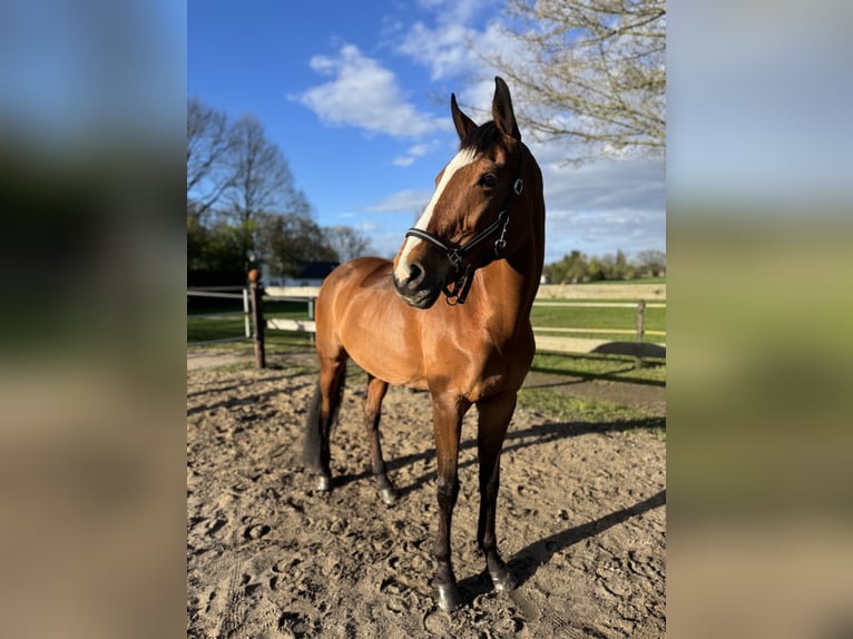Rhinelander Mare 16 years 16.2 hh Brown in Krefeld
