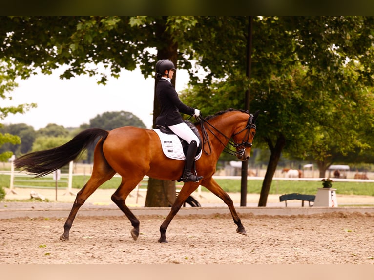Rhinelander Mare 16 years 16.2 hh Brown in Krefeld