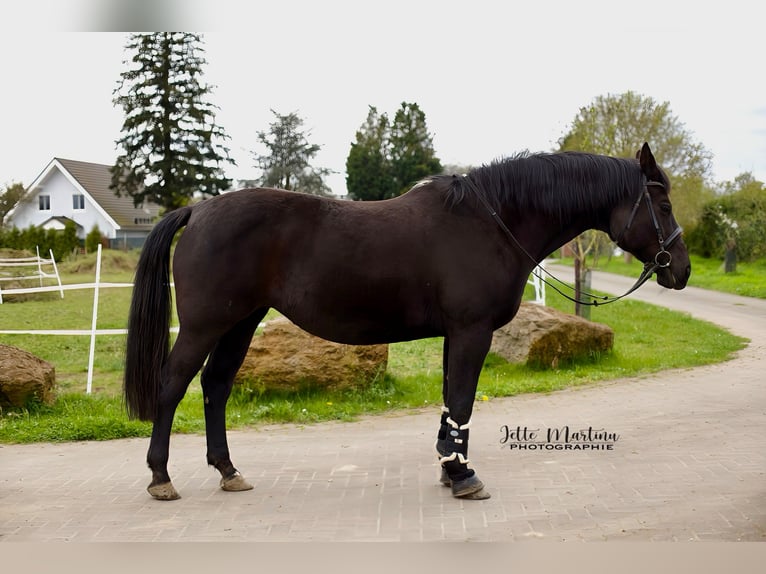 Rhinelander Mare 16 years 16 hh Black in Heinsberg