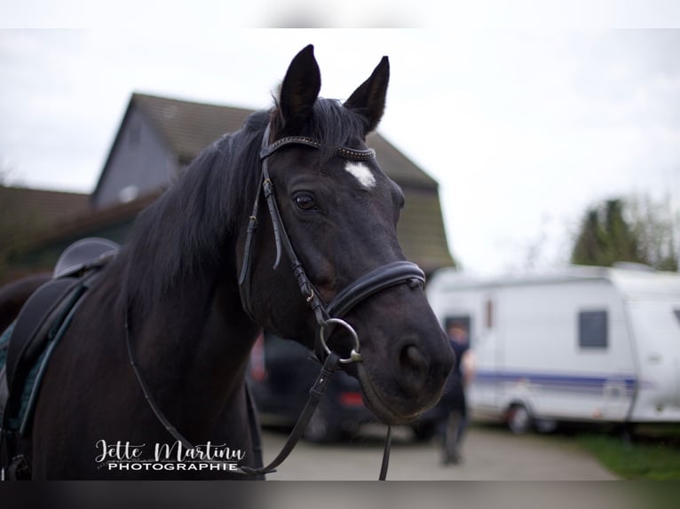 Rhinelander Mare 16 years 16 hh Black in Heinsberg