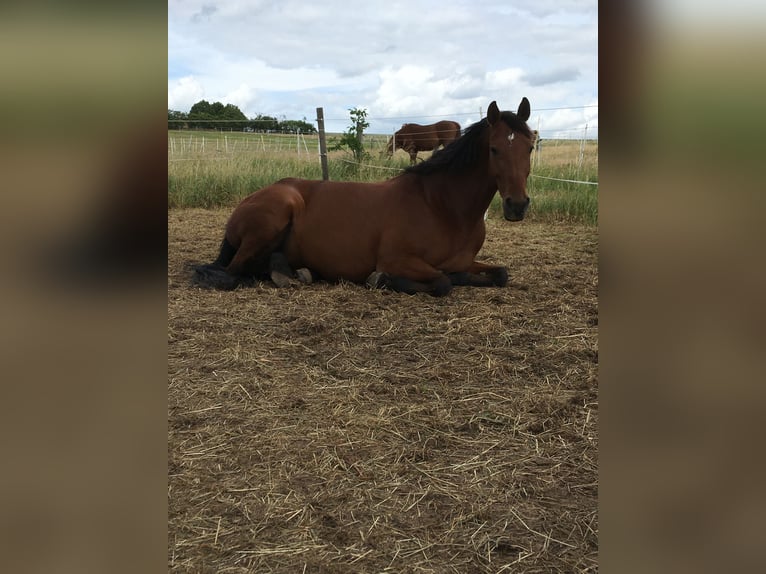 Rhinelander Mare 16 years 16 hh Brown in Lahnau