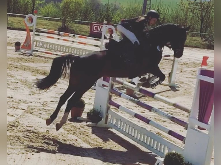 Rhinelander Mare 16 years 16,1 hh Bay-Dark in Zweibrücken