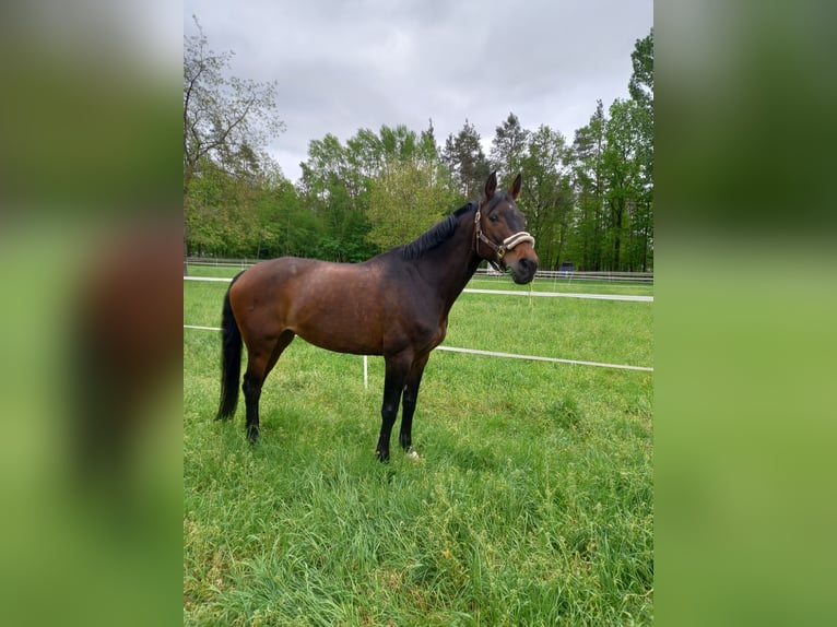 Rhinelander Mare 16 years 16,1 hh Brown in Bamberg