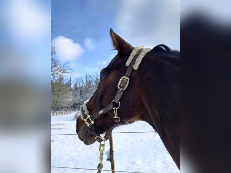 Rhinelander Mare 16 years 16,1 hh Brown in Bamberg