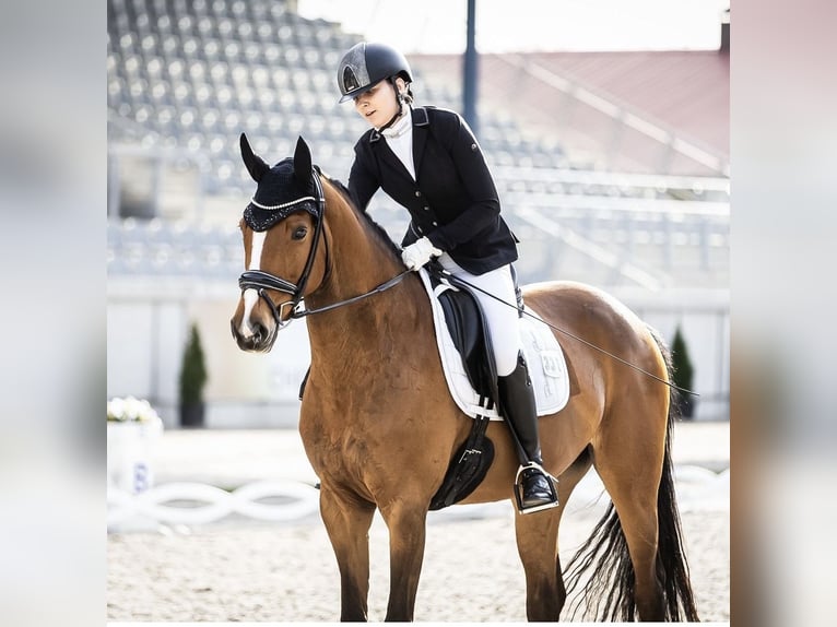 Rhinelander Mare 16 years 16,2 hh Brown in Krefeld