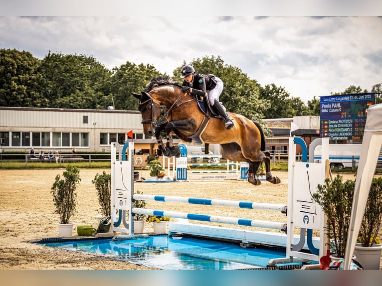 Rhinelander Mare 16 years 17.1 hh Brown in Jülich