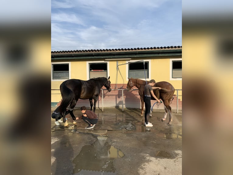 Rhinelander Mare 16 years 17,2 hh Black in Eppenstein