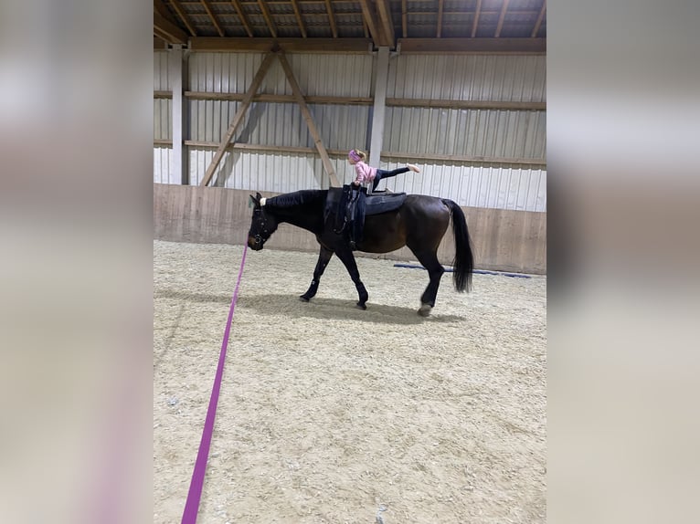 Rhinelander Mare 16 years 17,2 hh Black in Eppenstein