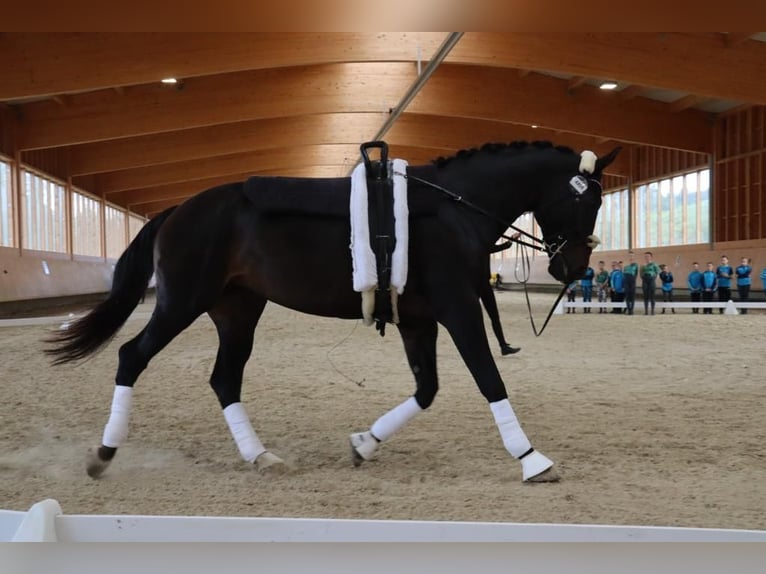 Rhinelander Mare 16 years 17,2 hh Black in Eppenstein