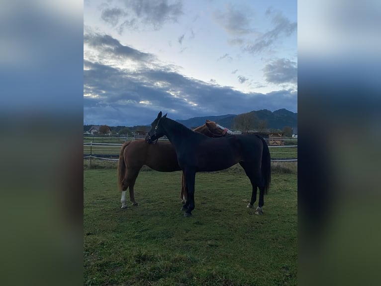 Rhinelander Mare 16 years 17,2 hh Black in Eppenstein