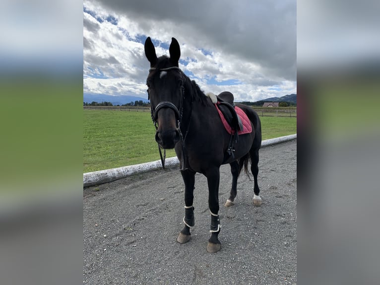 Rhinelander Mare 16 years 17,2 hh Black in Eppenstein