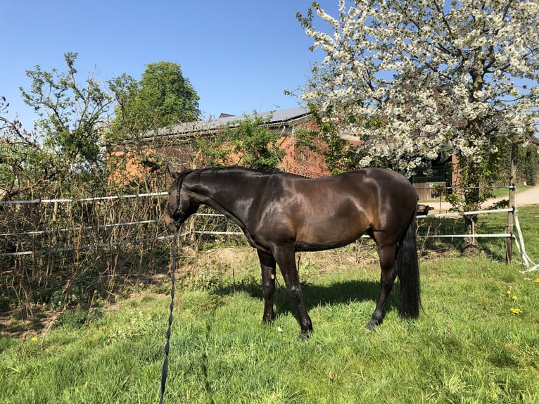 Rhinelander Mare 16 years 17 hh Bay-Dark in Rheurdt