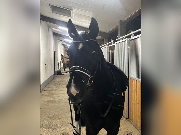 Rhinelander Mare 17 years 15,3 hh Black in Braunschweig