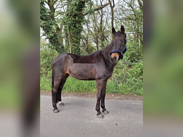 Rhinelander Mare 17 years 16.3 hh Bay-Dark in Marl