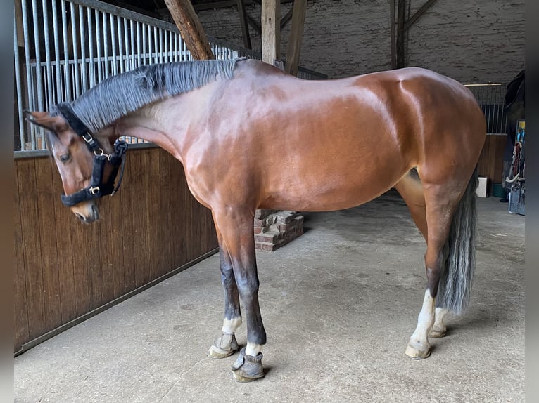 Rhinelander Mare 17 years 16,3 hh Brown in Issum