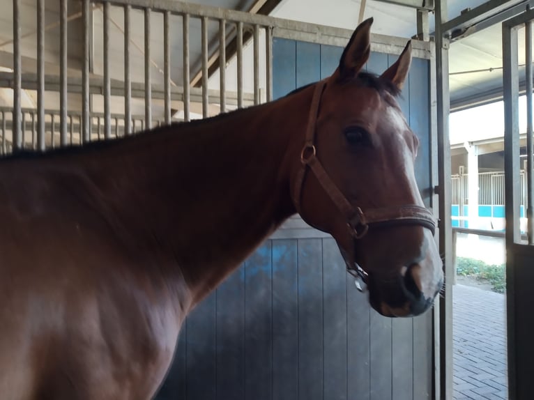 Rhinelander Mare 17 years 16 hh Brown in Roermond