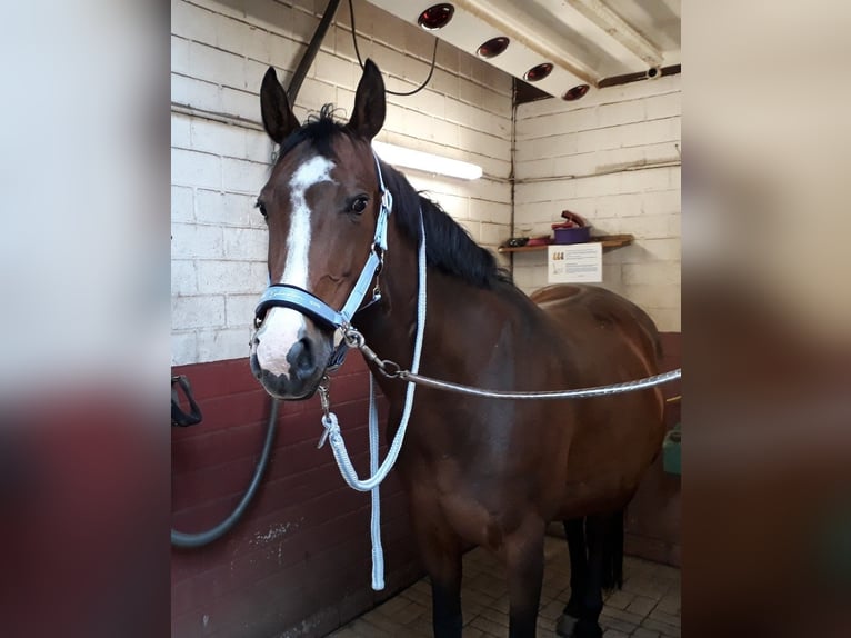 Rhinelander Mare 17 years 16 hh Brown in Roermond