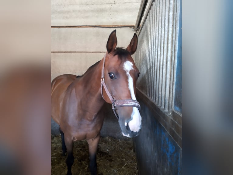Rhinelander Mare 17 years 16 hh Brown in Roermond