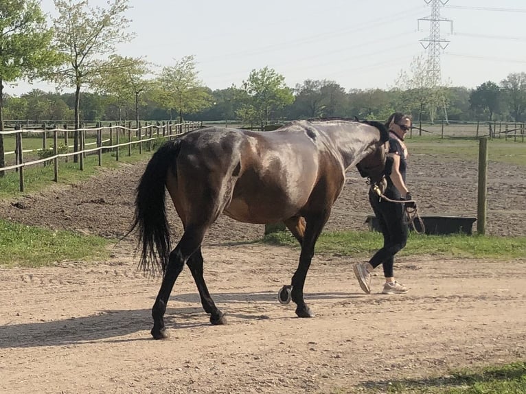 Rhinelander Mare 17 years 16 hh Brown in Roermond