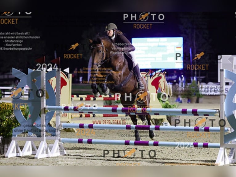 Rhinelander Mare 17 years 16,1 hh Brown in Kisdorf
