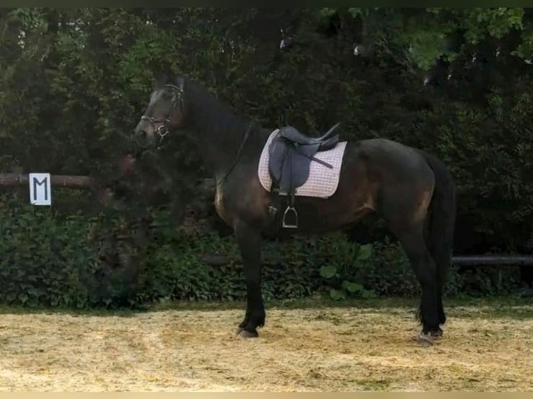 Rhinelander Mare 18 years 16 hh in Marl