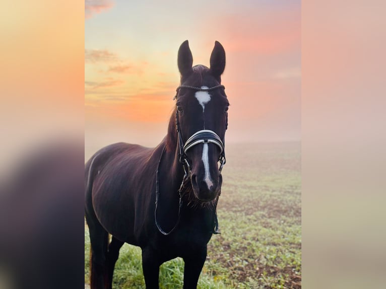 Rhinelander Mare 18 years 16,1 hh Black in Hallbergmoos