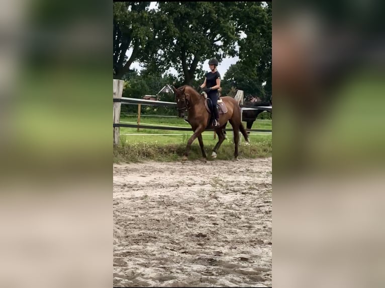 Rhinelander Mare 19 years 16.1 hh Chestnut-Red in Aurich