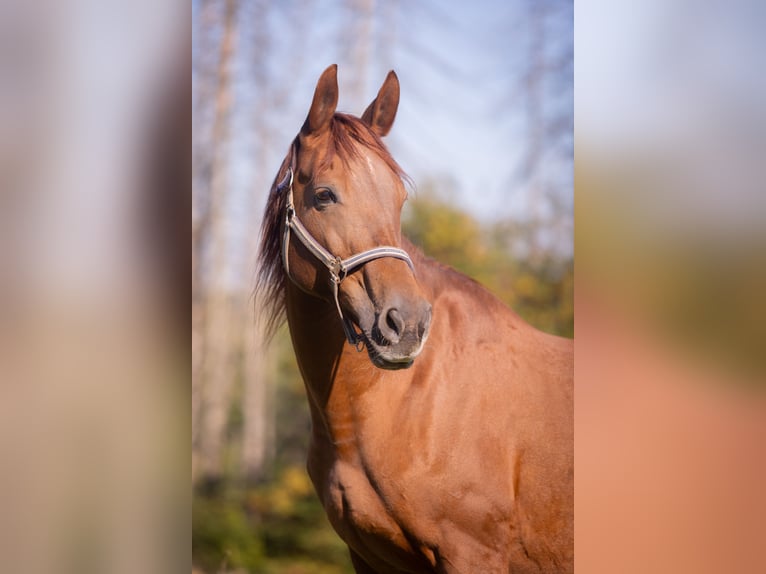 Rhinelander Mare 19 years 16 hh Chestnut-Red in Much