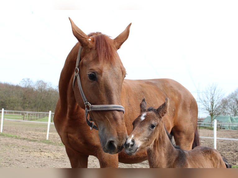 Rhinelander Mare 19 years 16,1 hh Chestnut-Red in Rheinberg