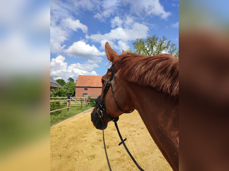 Rhinelander Mare 19 years 16,1 hh Chestnut-Red in Rheinberg
