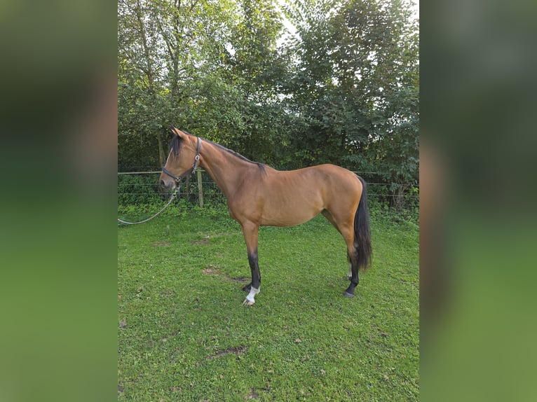Rhinelander Mare 1 year 15,2 hh Brown in Memmingen