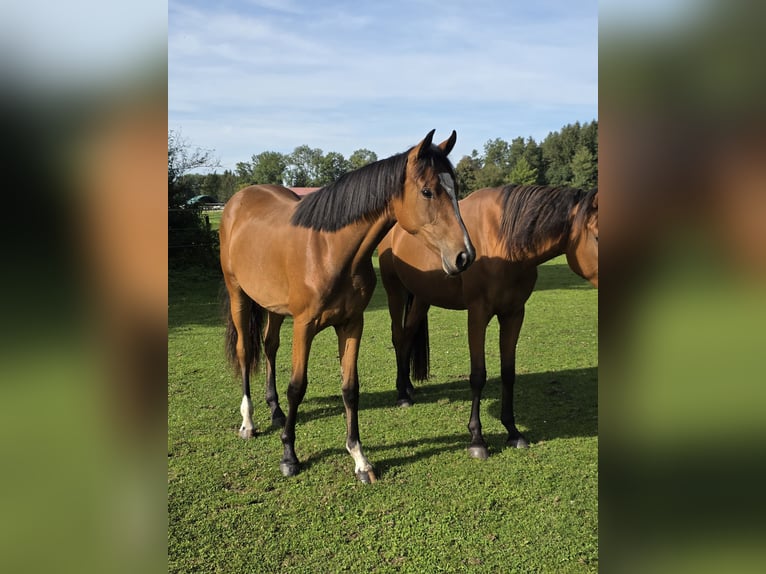 Rhinelander Mare 1 year 15,2 hh Brown in Memmingen