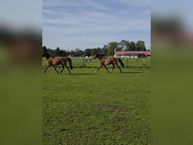 Rhinelander Mare 1 year 15,2 hh Brown in Memmingen