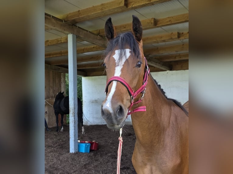 Rhinelander Mare 1 year 15,2 hh Brown in Memmingen