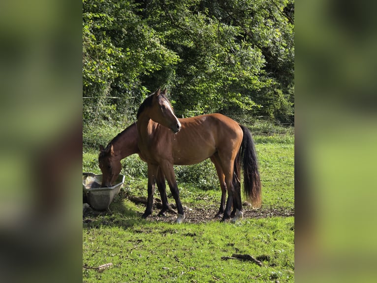 Rhinelander Mare 1 year 15,2 hh Brown in Memmingen