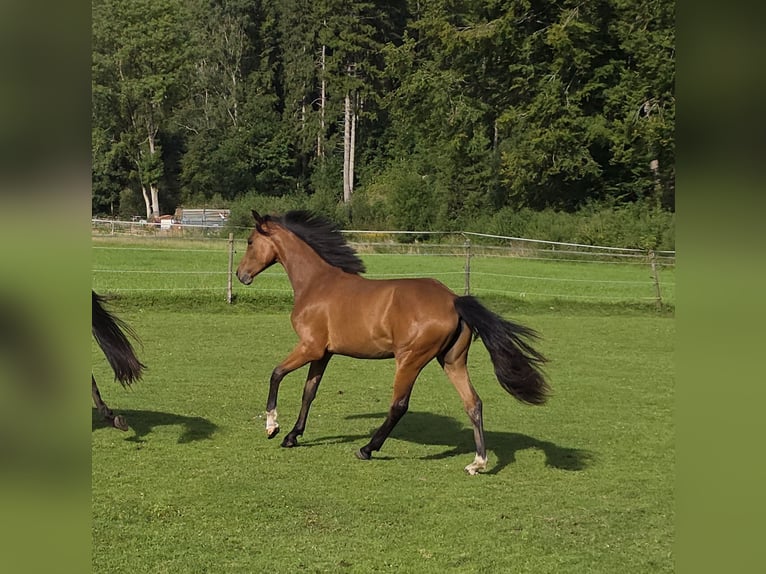 Rhinelander Mare 1 year 15,2 hh Brown in Memmingen
