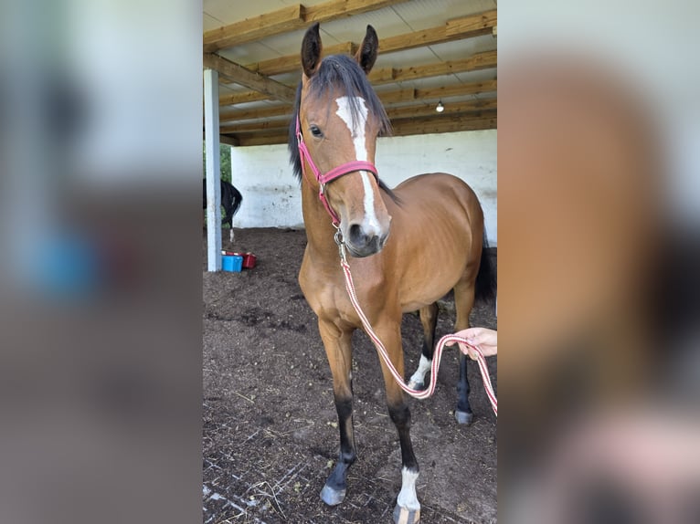Rhinelander Mare 1 year 15,2 hh Brown in Memmingen