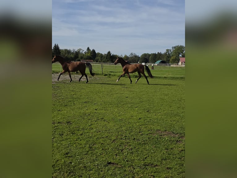 Rhinelander Mare 1 year 15,2 hh Brown in Memmingen