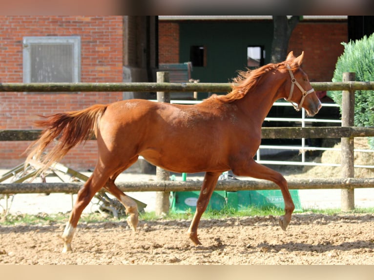 Rhinelander Mare 1 year 16,3 hh Chestnut-Red in Deinste